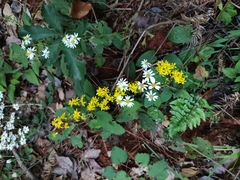 Solidago decurrens