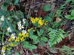 Solidago decurrens