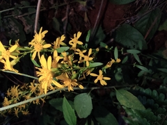 Solidago decurrens