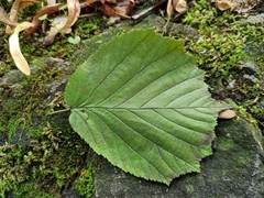 Corylus avellana