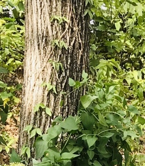 Bignonieae