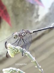 Dythemis sterilis