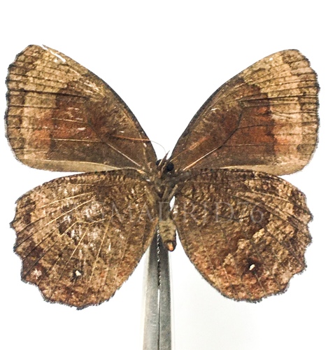 Pedaliodes image