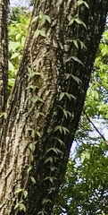 Bignonieae