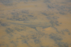 Loricariichthys melanocheilus