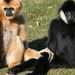 Northern White-cheeked Gibbon - Photo (c) Jinterwas, some rights reserved (CC BY)