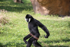 Northern White-Cheeked Gibbon photo 3