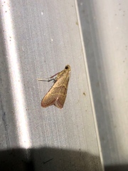 Arta epicoenalis