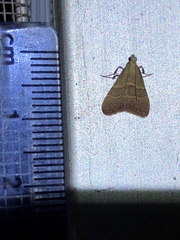 Arta epicoenalis