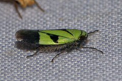 Nephotettix nigropictus
