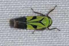 Nephotettix nigropictus