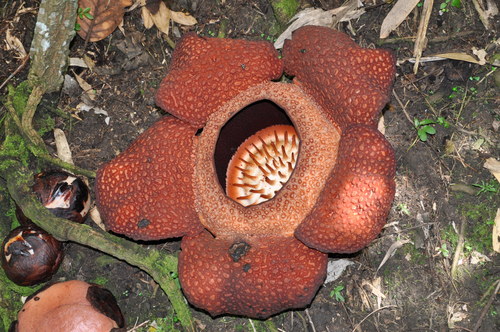 Padma raksasa (Rafflesia arnoldi)