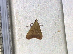 Arta epicoenalis