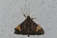 Syllepte curiusalis