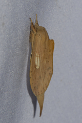Oraura longipennis
