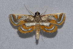 Agassiziella albidivisa
