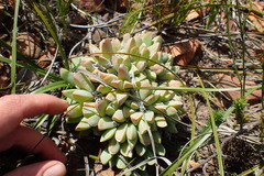 Corpuscularia lehmannii