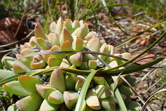 Corpuscularia lehmannii