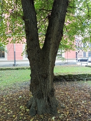 Tilia cordata