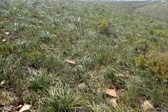 Corpuscularia lehmannii