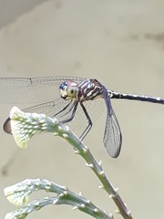 Dythemis sterilis