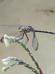 Dythemis sterilis