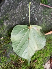 Tilia cordata