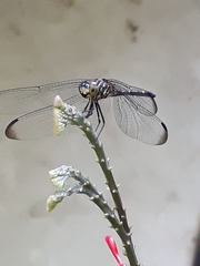 Dythemis sterilis