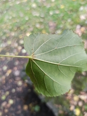 Tilia cordata