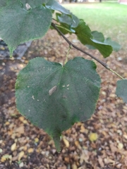 Tilia cordata