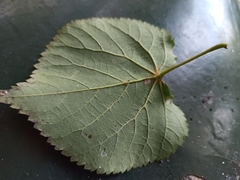 Tilia cordata
