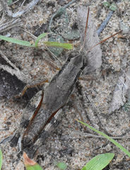 Melanoplus texensis