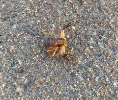 Xysticus texanus