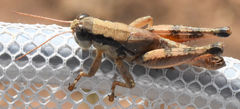 Melanoplus texensis