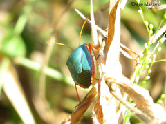 Edessa rufomarginata