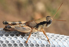 Melanoplus texensis