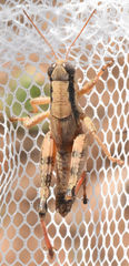 Melanoplus texensis