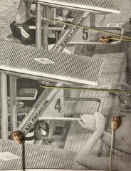 Eleocharis melanocarpa