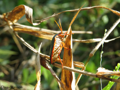 Edessa rufomarginata