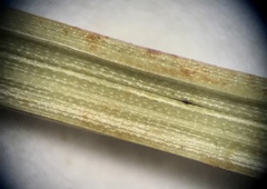 Eleocharis melanocarpa