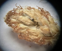 Eleocharis melanocarpa