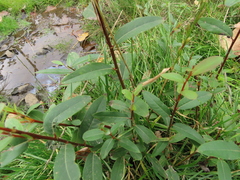 Salix prolixa
