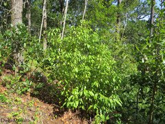 Litsea glaucescens