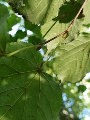 Tilia cordata