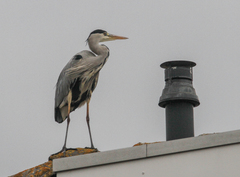 Ardea cinerea
