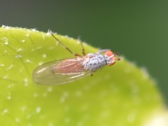 Tephrochlamys rufiventris