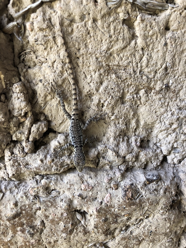Simons' Whorltail Iguana