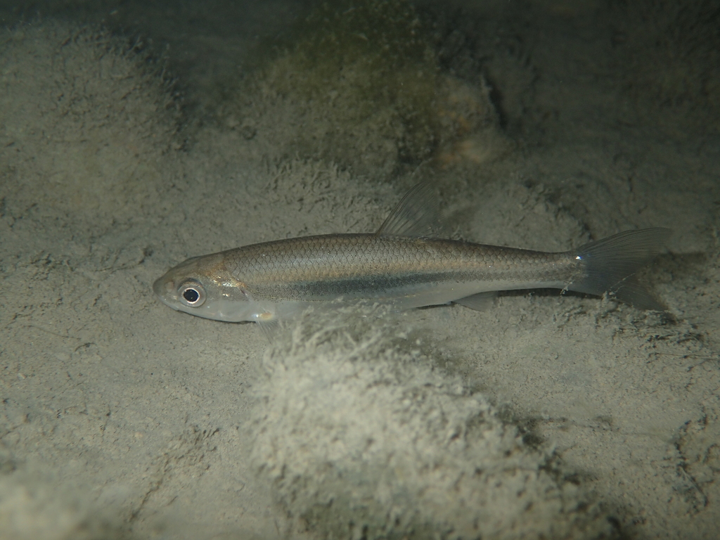 Western Riffle Dace