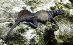 Sulawesi Sailfin Lizard photo 2
