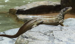 Sulawesi Sailfin Lizard photo 3